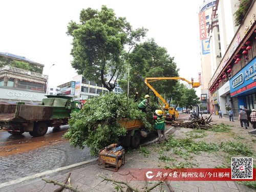 大树倒伏阻交通，园林绿化服务中心与物业公司携手快速清障